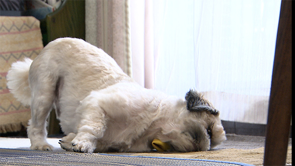 トム きょうのわんこ 写真5