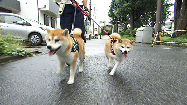 たび&おび きょうのわんこ 写真1