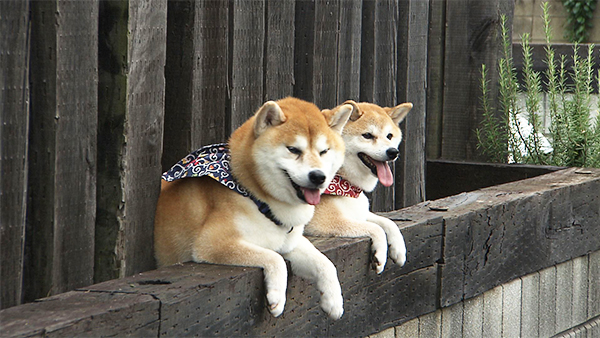 たび&おび きょうのわんこ 写真2