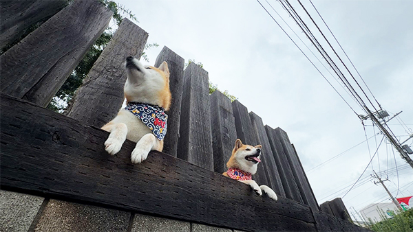 たび&おび きょうのわんこ 写真4