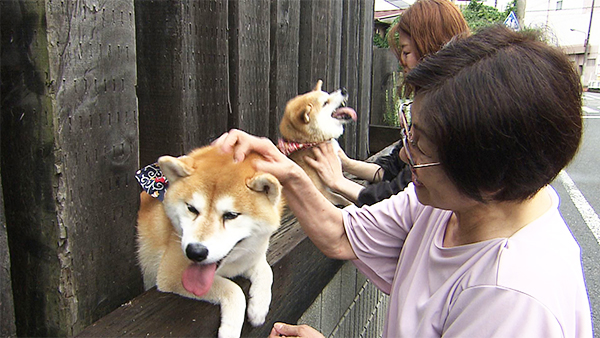 たび&おび きょうのわんこ 写真5