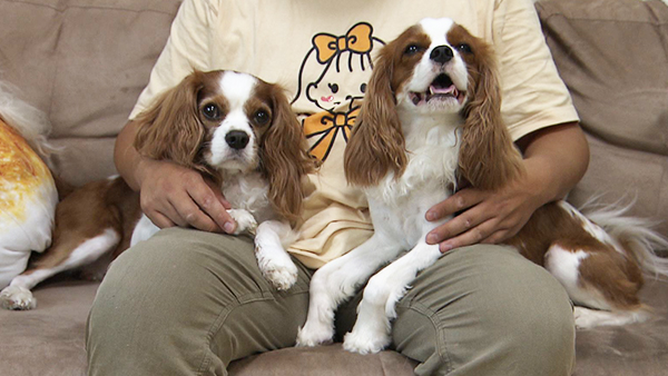 いなり きょうのわんこ 写真1