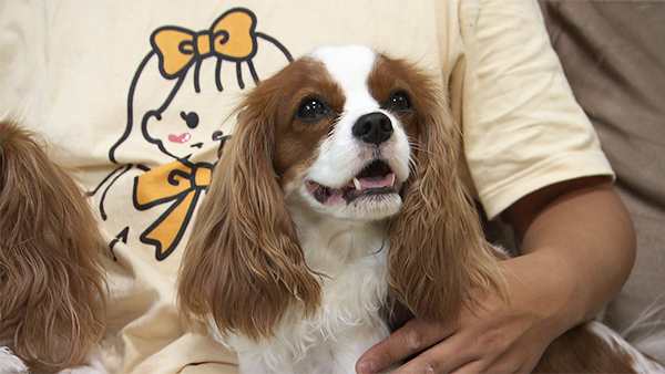 いなり きょうのわんこ 写真2