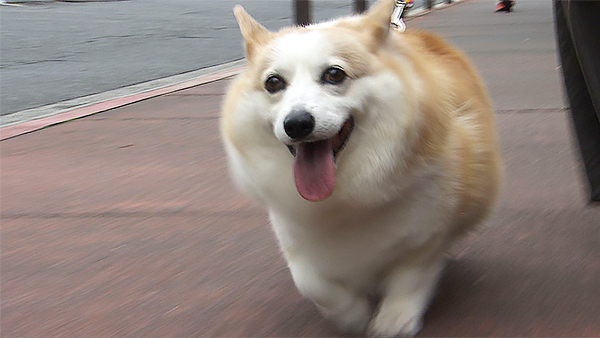 みく きょうのわんこ 写真1