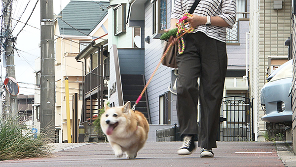 みく きょうのわんこ 写真3