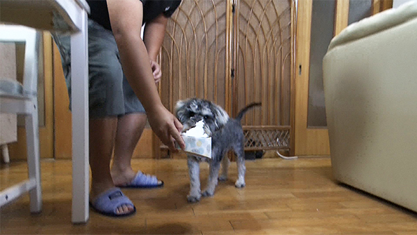 ロイ きょうのわんこ 写真4