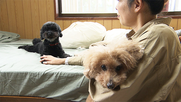 でんすけ きょうのわんこ 写真2