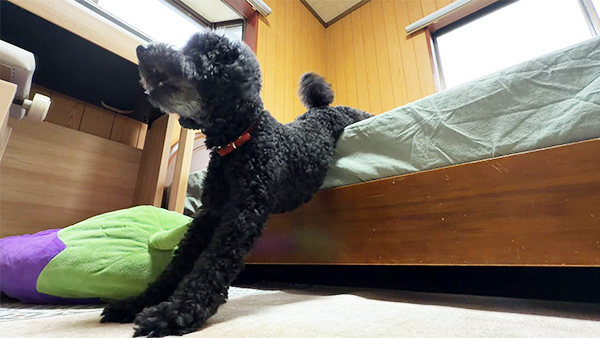 でんすけ きょうのわんこ 写真4
