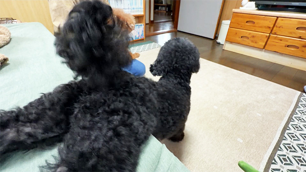 でんすけ きょうのわんこ 写真5