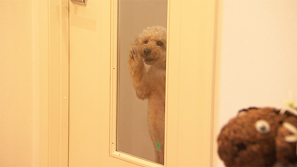 きなこ きょうのわんこ 写真3