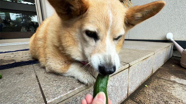 ココア きょうのわんこ 写真4