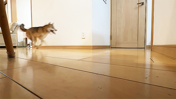 ララ きょうのわんこ 写真4
