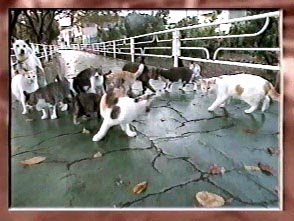 10数匹の野良猫たちと一緒の在りし日のシロ 10数匹の野良猫たちと一緒の在りし日のシロ