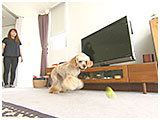 ボンボン きょうのわんこ 写真4