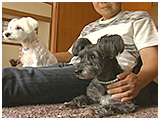 はな きょうのわんこ 写真2