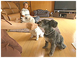はな きょうのわんこ 写真4