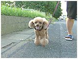 らむ きょうのわんこ 写真2