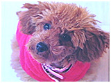らむ きょうのわんこ 写真3