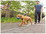 まっくす きょうのわんこ 写真5