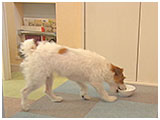 琳(りん) きょうのわんこ 写真5