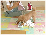 チップ きょうのわんこ 写真5
