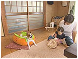 シンバ きょうのわんこ 写真2