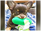 ジョニー きょうのわんこ 写真3