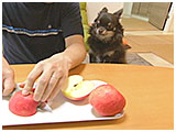 ジョニー きょうのわんこ 写真4