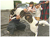 はる きょうのわんこ 写真4