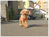 ココ きょうのわんこ 写真2