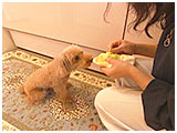 ココ きょうのわんこ 写真4