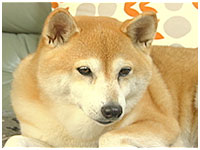 りん きょうのわんこ 写真1