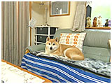 りん きょうのわんこ 写真2