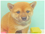 りん きょうのわんこ 写真3