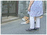 りん きょうのわんこ 写真4