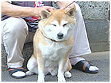 りん きょうのわんこ 写真5