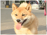 あずき きょうのわんこ 写真1