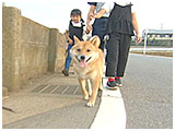 あずき きょうのわんこ 写真2