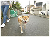 茶々 きょうのわんこ 写真2