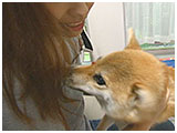 茶々 きょうのわんこ 写真5