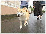コロン きょうのわんこ 写真2