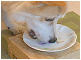 コロン きょうのわんこ 写真5