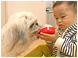 おだんご きょうのわんこ 写真4