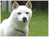 こむぎ きょうのわんこ 写真1