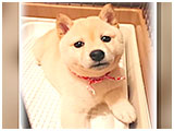 こむぎ きょうのわんこ 写真3