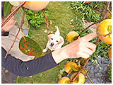 タロウ きょうのわんこ 写真4