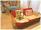 ケンタ きょうのわんこ 写真2