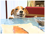 ケンタ きょうのわんこ 写真4