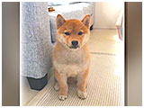豆太郎 きょうのわんこ 写真3
