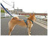豆太郎 きょうのわんこ 写真5